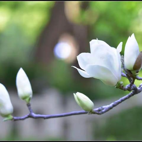 冰清玉洁玉兰花