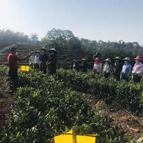 海南母瑞山茶业有限公司三八妇女节开展采茶比赛