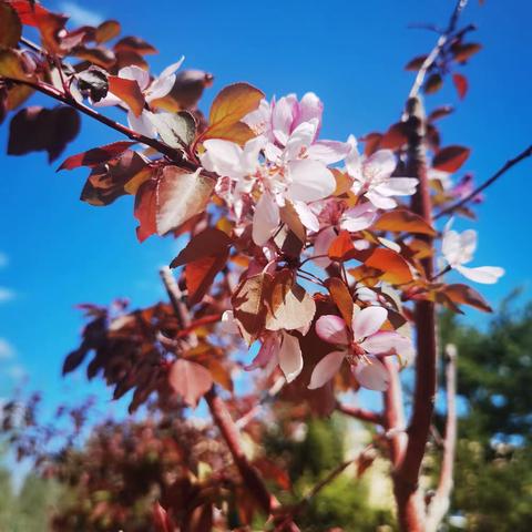 校园里的花季