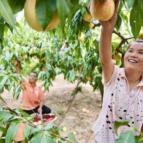 产业旺乡村兴，茨林甜桃促进群众甜蜜增收