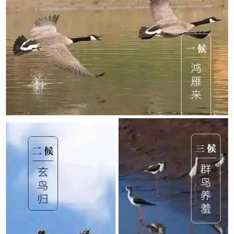 秋风生白露，落叶凝寒霜——文庙中学白露主题活动