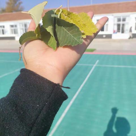 秋风渐起，落叶🍂满地——胡日哈中心幼儿园大班树叶粘贴画活动