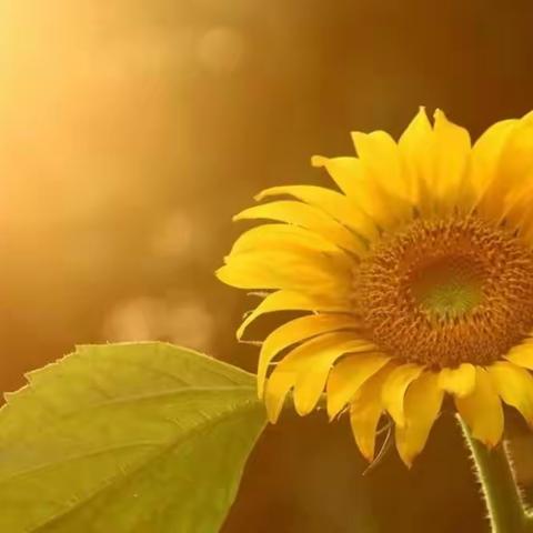 月考分析找短板，把握方向促学习－平城区第十四小学校知行分校第二次语文月考质量分析会