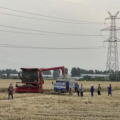 护航“三夏”西张门抢收纪实