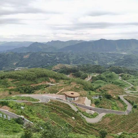 茶山图片