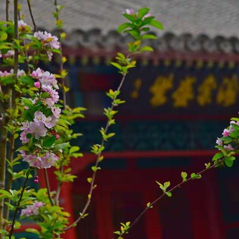 元大都公园的海棠花溪-游记1