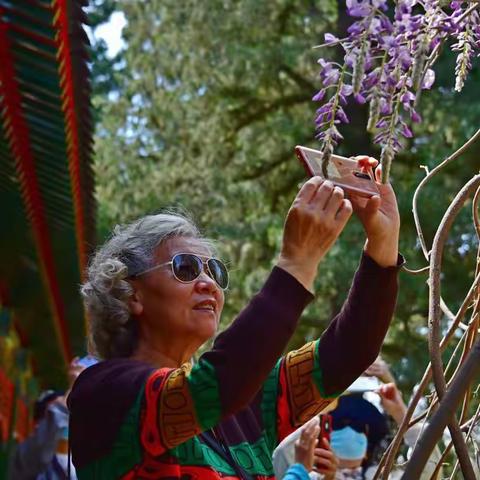 郁金香.牡丹.紫滕-中山公园