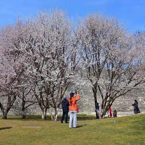 初春明城墙遗址公园-赏梅花