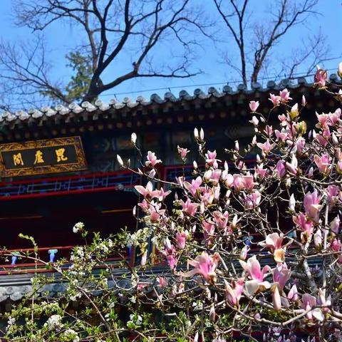 潭柘寺-四百余年的“二乔玉兰”