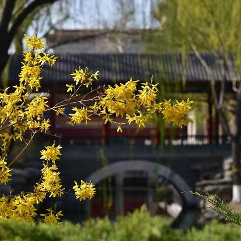 京春赏花季一中山公园