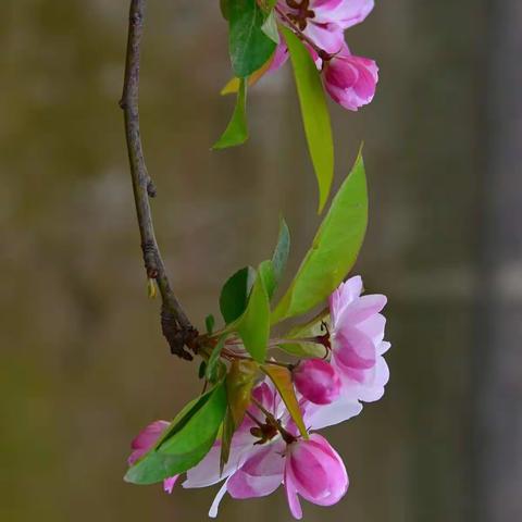 赏花海棠花溪-游记2