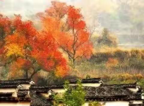 最美的时候遇你（11.13-11.14）-塔川秋色、澜溪古镇、世界文化遗产西递访秋二日游