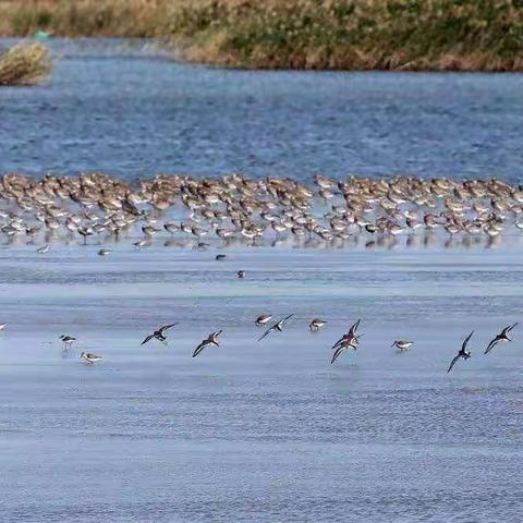 9月26-27日最东台海边行：世界遗产条子泥、黄海国家森林公园美丽乡村纯玩二日游