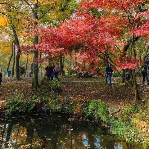 11月17日（周日）苏州天平山赏红枫、山塘街一日游