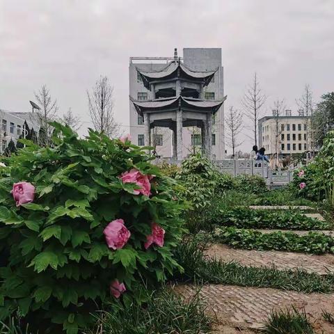 牡丹开放、争奇斗艳，花香袭人