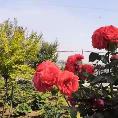 五月的校园 鸟语花香