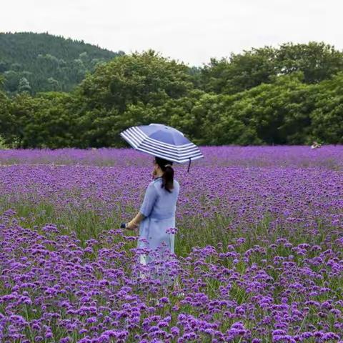 梦幻夏日