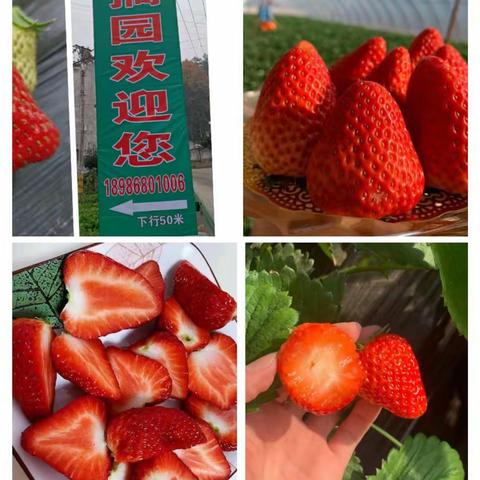 🔥喜迎新春，真情回馈🍓 牛奶草莓，年终大促