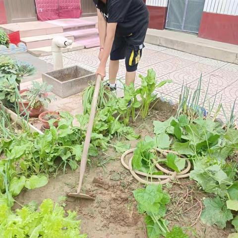 赵州镇中学多彩暑假之德育劳动篇