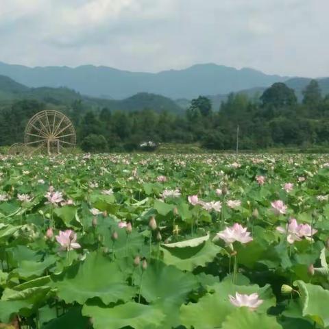 大山深处20站：梦回鲁家湾，山羊美食节！