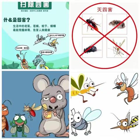 病霉生物防制，营造健康环境——静海区第五中学开展病媒生物知识宣传﻿2023年9月11日