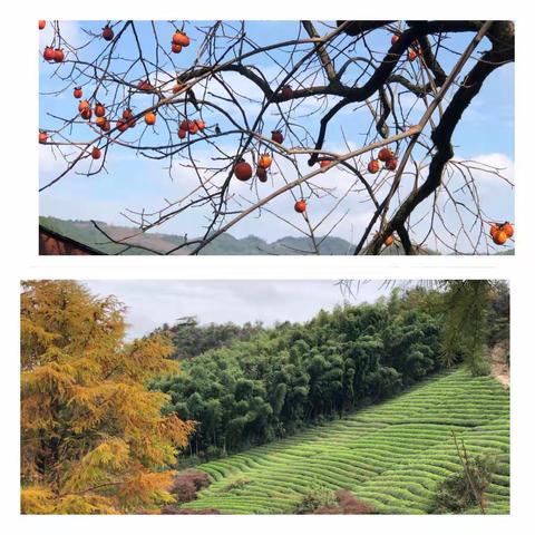 投入乡土，快乐研学——上虞实验小学六（4）班研学小记