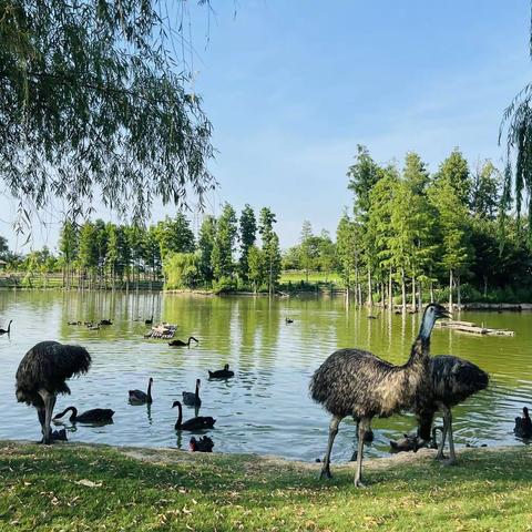 自驾游南通野生动物园