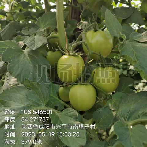 西红柿🍅夏天美食蔬菜