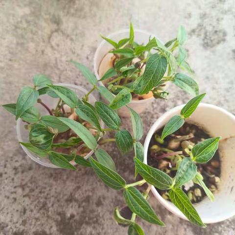 种子发芽