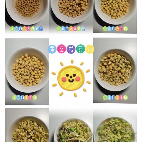 豆豆发芽记——光明实验小学三（1）中队阳光小队劳动实践活动