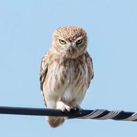 纵纹腹小鸮，英文名 Little Owl（小鸮）。是体型很小的猫头鹰。矮胖而好奇，常神经质地点头或转动，能徘徊飞行。食