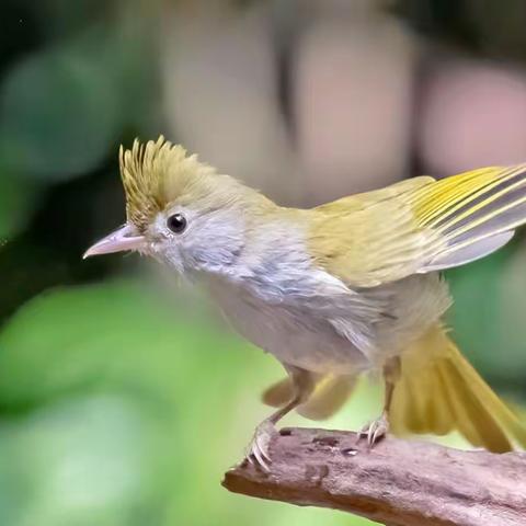 白腹凤鹛 (White-bellied Erpornis）