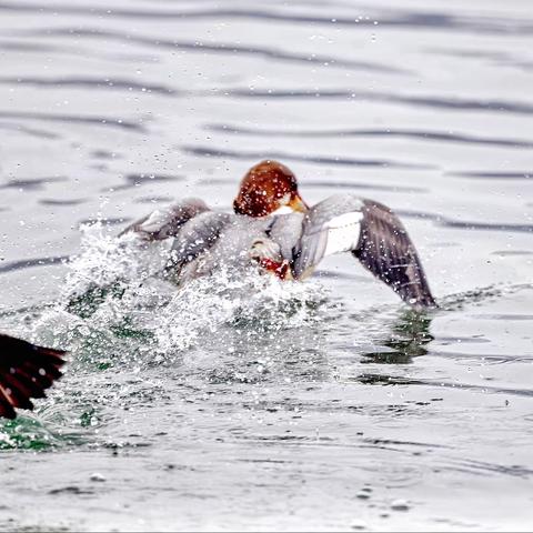 争先恐后抢泥鳅