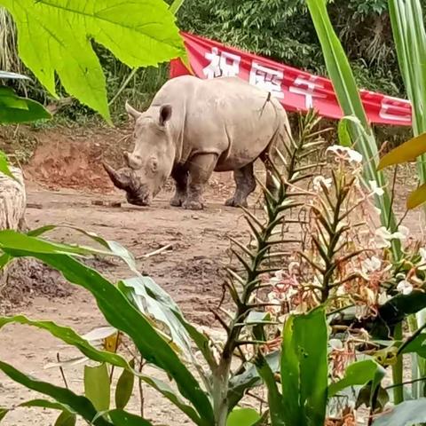 游普洱国家原始森林