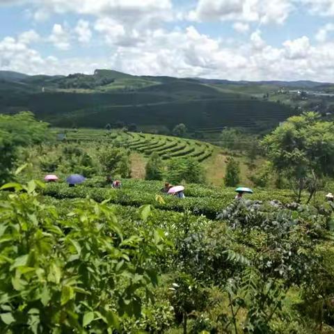 游万亩茶园，野象谷