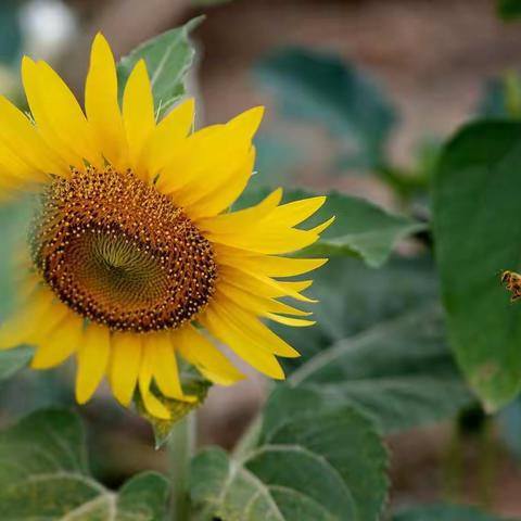 向日葵🌻，还有小蜜蜂🐝