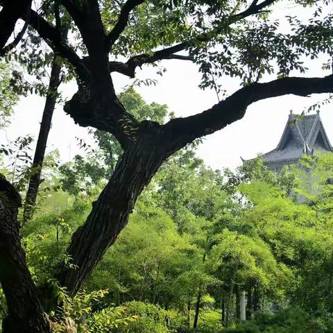 《尤家花园小记》2018-6-17