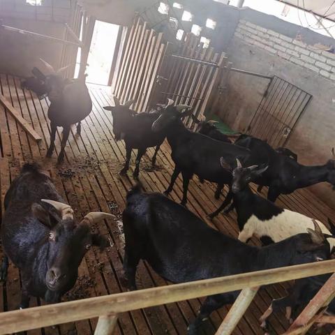 【海头镇政府】扶贫办到小康合作社监督检查（六）