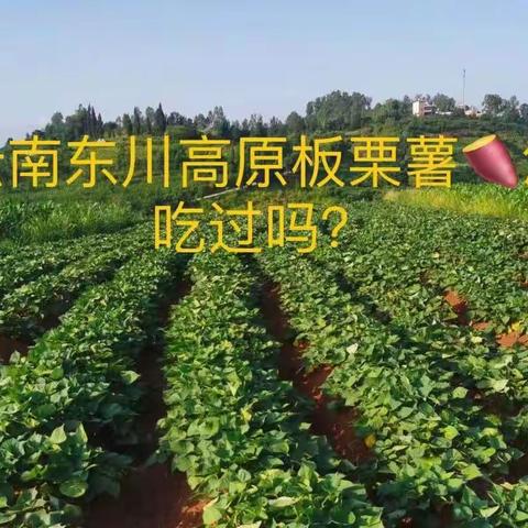 东川老农夫说红薯的妙用