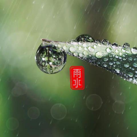 雨水至，万物生——姚幼二十四节气之雨水系列小主题活动