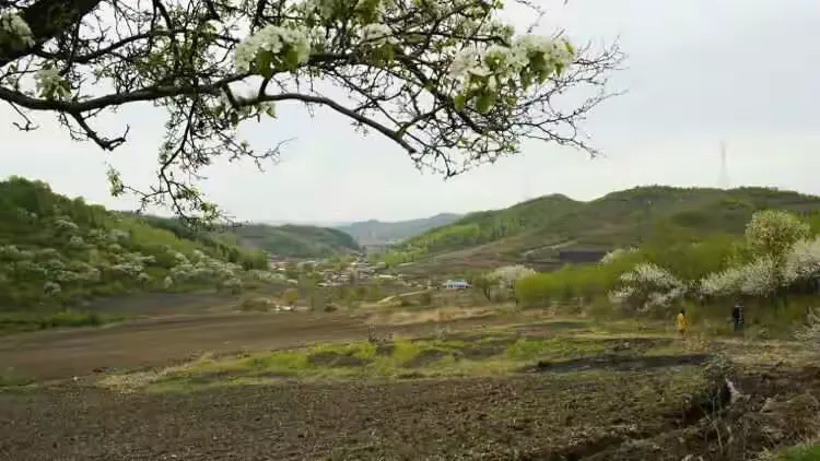 吉林市江密峰安山古梨园