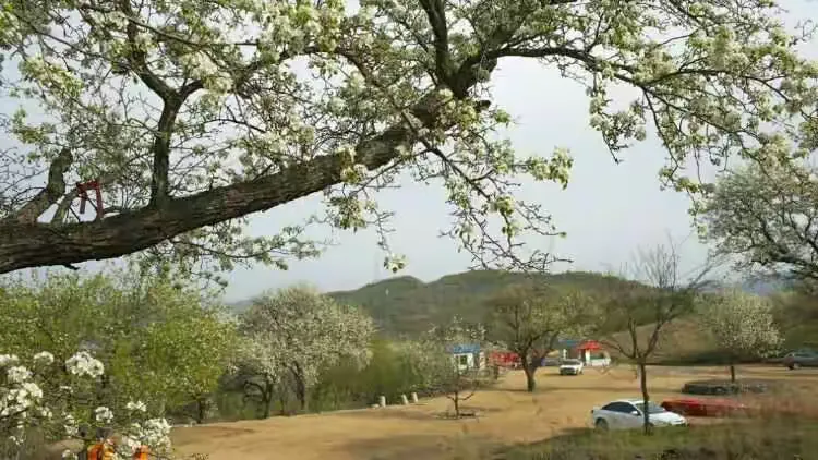 吉林市江密峰安山古梨园