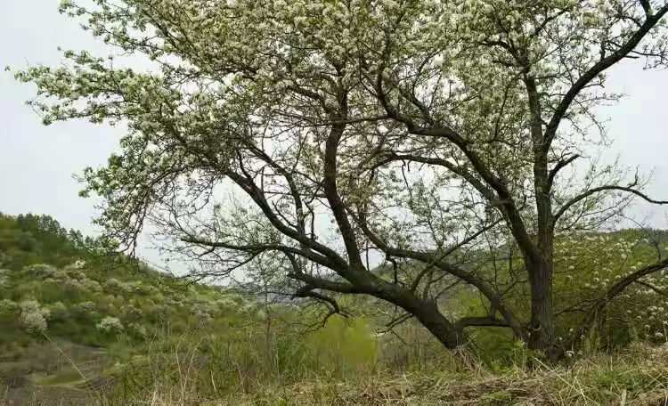 吉林市江密峰安山古梨园