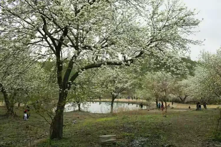 吉林市江密峰安山古梨园