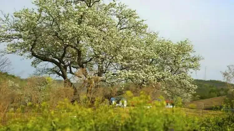 吉林市江密峰安山古梨园