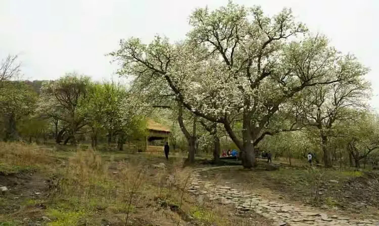 吉林市江密峰安山古梨园