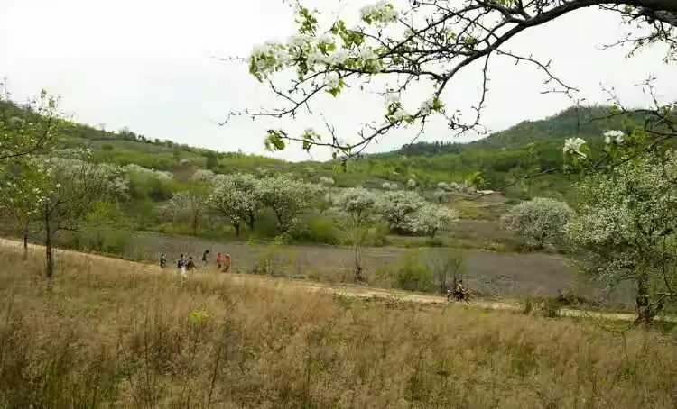 吉林市江密峰安山古梨园