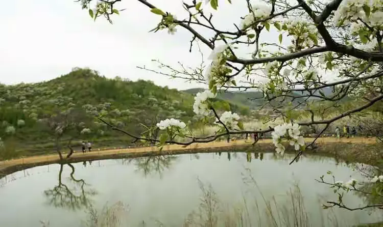 吉林市江密峰安山古梨园