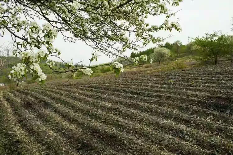 吉林市江密峰安山古梨园