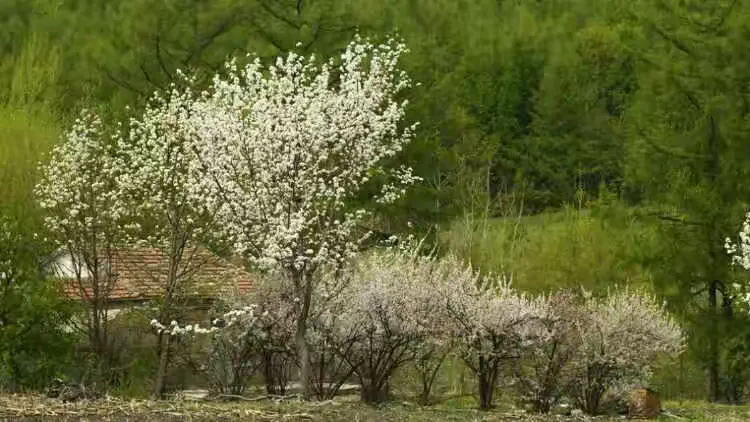 吉林市江密峰安山古梨园